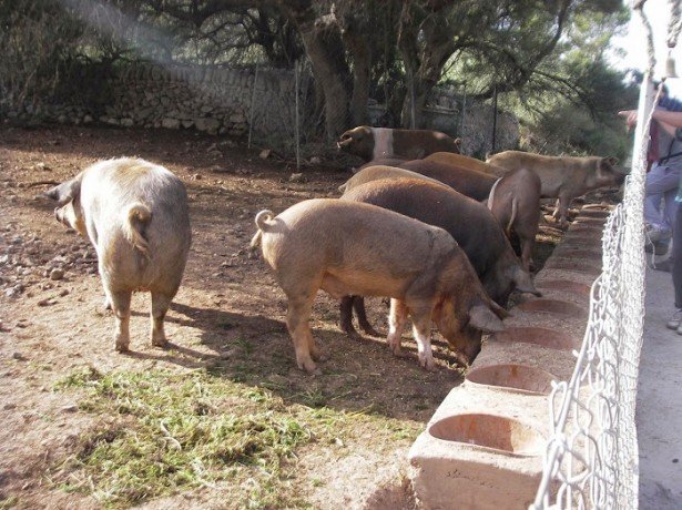 Вирощування свиней на особистому подвірї, що потрібно врахувати