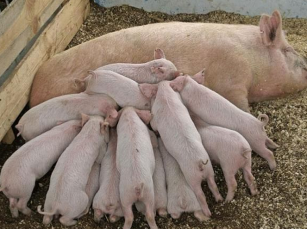 Вирощування свиней на особистому подвірї, що потрібно врахувати