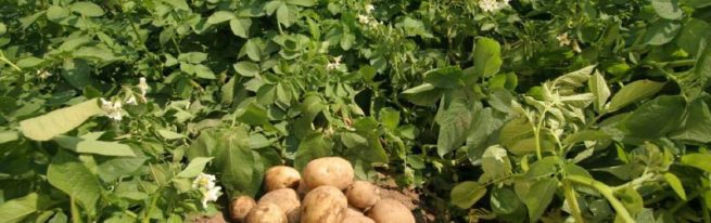 Всі хитрощі вирощування картоплі: традиційні та нові методи