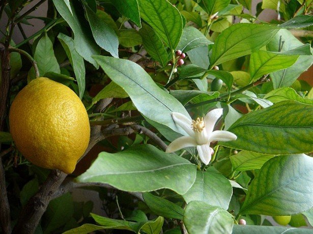 Як виростити здоровий і квітучий лимон в домашніх умовах?