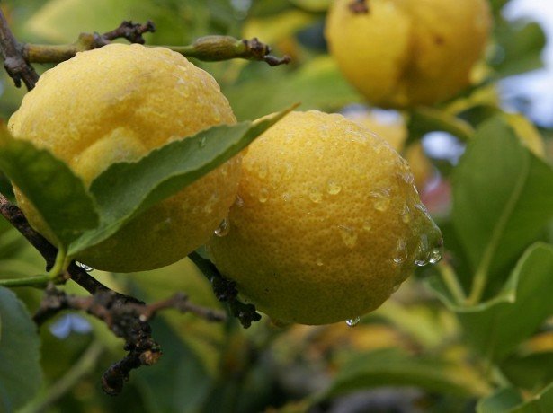 Як виростити здоровий і квітучий лимон в домашніх умовах?
