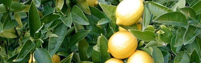 Як виростити здоровий і квітучий лимон в домашніх умовах?