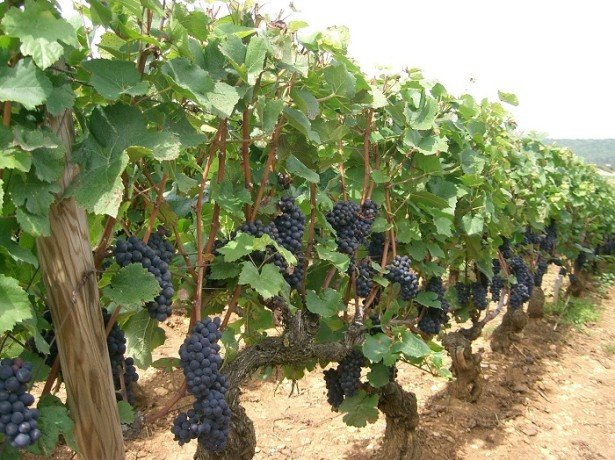 Вирощування винограду за технологією для отримання відмінного врожаю