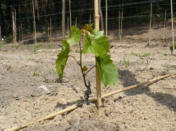 Вирощування винограду за технологією для отримання відмінного врожаю