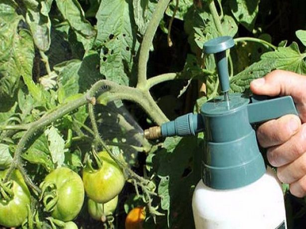 Сіль від фітофтори томатів: дешеве, але ефективний засіб