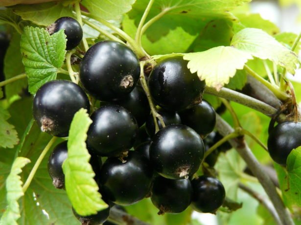 Сорт чорної смородини добриня-вітамінний подарунок спекотного літа