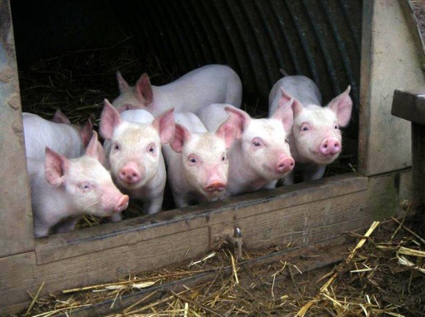 Навіщо потрібна кастрація свиней, як і в якому віці вона проводиться?