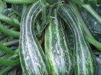 Вагою до 1000 г.кабачки білогор споживаються в будь — якому вигляді, придатні для зберігання;
партенон-високоврожайний, середньоранній (від перших сходів до дозрівання плодів проходить 50 днів). Стійкий до хвороб, добре переносить і дощову, і жарку погоду. Плоди середніх розмірів, темно-зеленого кольору, з вираженим приємним смаком, вживаються в кулінарії і заготовках. Не зберігається.
На відміну від самозапильних сортів, партенокарпіки не утворюють насіння, що робить мякоть цих кабачків особливо ніжною.
Партенокарпічні кабачки