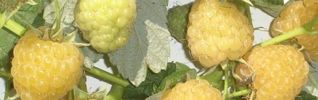 Підживлення винограду коренева і позакоренева-чим і як удобрювати?