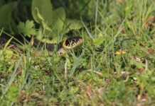 Як відвадити змій: практичний посібник 🐍