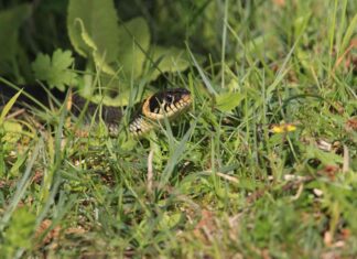 Shooing Snakes Away: A Pragmatic Guide