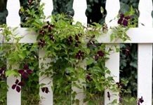 Як створити миттєву приватність за допомогою кучерявих рослин.