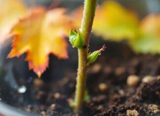 Comment enraciner gratuitement des boutures de roses en octobre